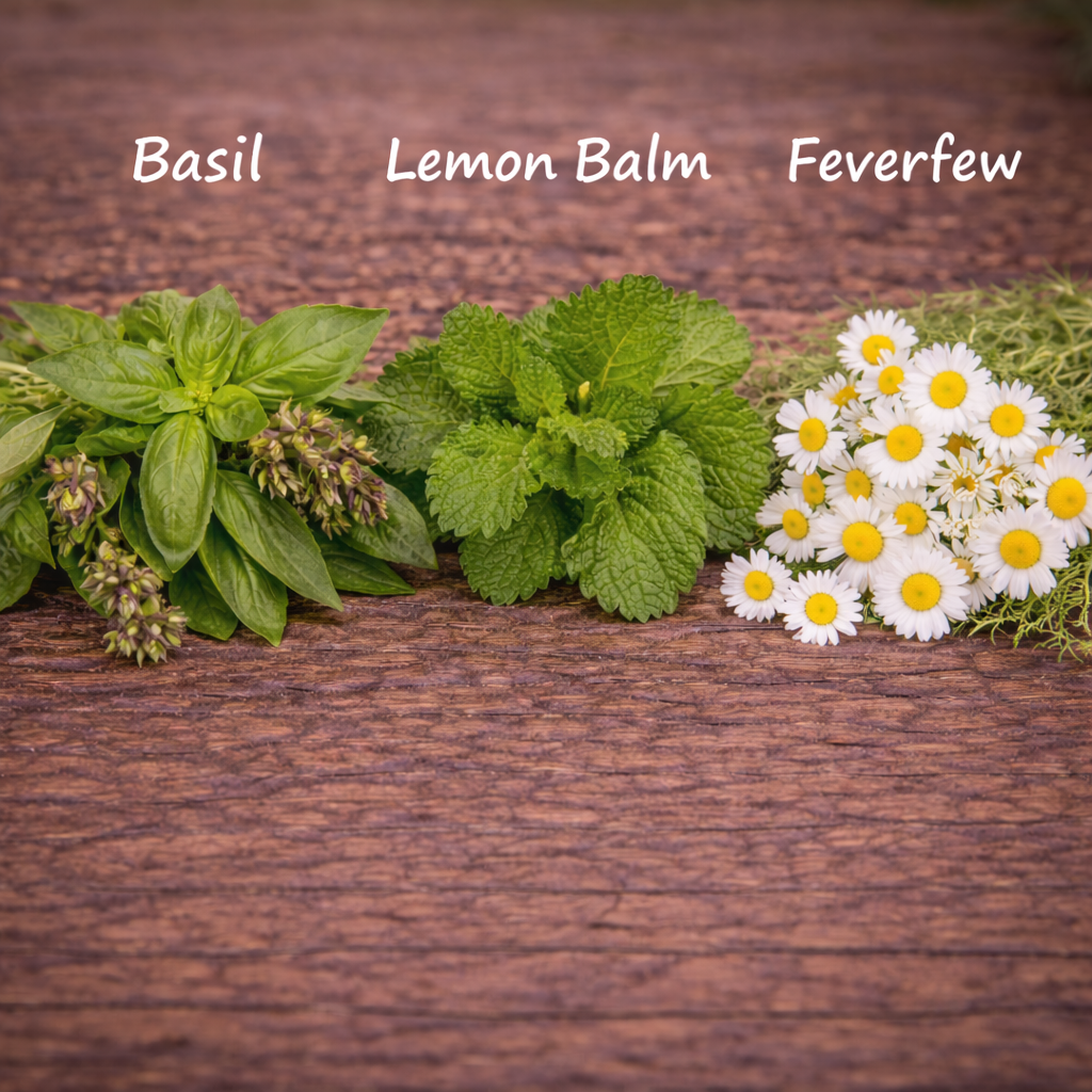 Basil, Lemon Balm, and Feverfew on a wooden surface with labels above.