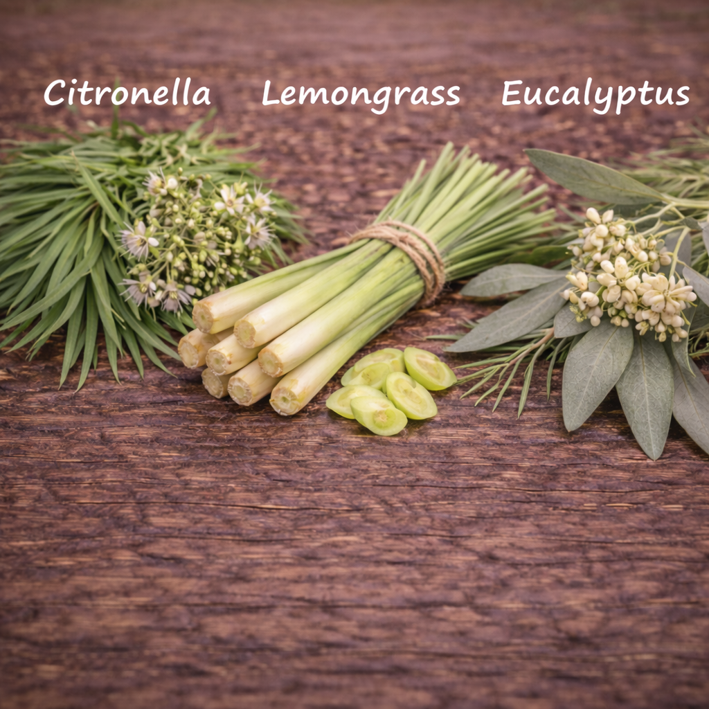 Bundles of Citronella, Lemongrass, and Eucalyptus on a wooden surface with labels above each.